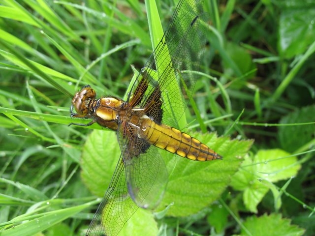 Libellula depressa 003